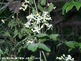 Hierba de los Mendigos - Clematis vitalba. Segura