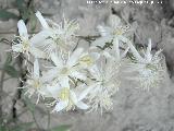 Hierba de los Mendigos - Clematis vitalba. Cerro Cerrajn - Los Villares