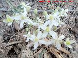 Hierba de los Mendigos - Clematis vitalba. Cerro Cerrajn - Los Villares