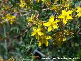 Hierba de San Juan - Hypericum perforatum. Segura