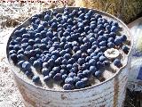 Higuera - Ficus carica. Secando higos. Casas de la Ermita - Valdepeas de Jan