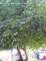 Higuera - Ficus carica. Higuera impresionante que hay en el jardn botnico de Crdoba.