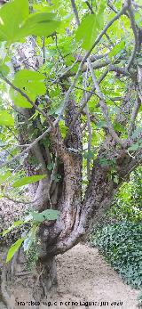 Higuera - Ficus carica. Ja�n