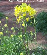 Jamargo - Diplotaxis virgata. Navas de San Juan