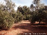 Olivo de Fuentebuena. Sobresaliendo de las copas de los dems olivos