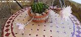 Cactus lirio de pascua - Echinopsis multiplex. Los Villares