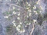 Euzomodendrom bourgaeanum - Euzomodendrom bourgaeanum. Tabernas