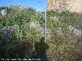 Oppidum de Torrevieja. Muralla ciclpea este con la torre al fondo