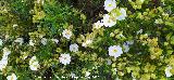 Jara negra - Cistus monspeliensis. La Venta - Los Villares