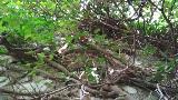 Ermita de San Cosme y San Damin. Vegetacin en sus muros