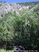 Sendero Adelfal de Cuadros. 