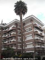 Palmera del Rey Alhamar. 