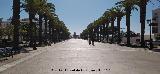 Paseo de las Palmeras. 