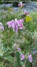 Matagallo - Phlomis purpurea. La Veleta - Los Villares