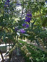 Arbol casto - Vitex agnus-castus. Parque de la Fuensanta - Alcaudete