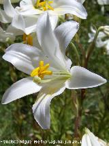 Azucena blanca - Lilium candidum. Los Villares