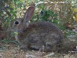 Conejo - Oryctolagus cuniculus. Porcuna