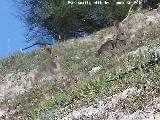 Conejo - Oryctolagus cuniculus. Torre de la Cabeza - Pegalajar