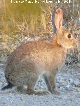 Conejo - Oryctolagus cuniculus. Torre de Alczar - Torredonjimeno