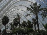 Ciudad de las Artes y las Ciencias. Umbrculo. 