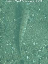 Pez Gobio - Gobius paganellus. Torreguadiaro - San Roque