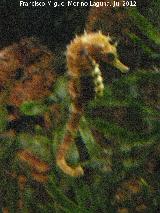 Pez Caballito de mar - Hippocampus hippocampus. Santa Pola