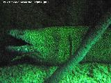 Pez Morena flavimarginatus - Gymnothorax flavimarginatus. Valencia