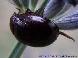 Escarabajo Chrysolina bankii - Chrysolina bankii. Las Castaetas - Villacarrillo