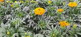 Clavel moro - Tagetes erecta. Ja�n