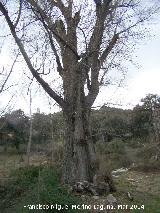 Chopos de Mata Bejid. 