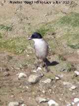 Pjaro Rabilargo - Cyanopica cyanus. Villanueva de la Reina