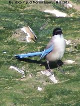 Pjaro Rabilargo - Cyanopica cyanus. Villanueva de la Reina