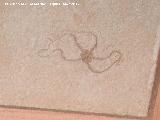 Ofiuras - Ophiuroidea sp.. Solnhofen - Alemania