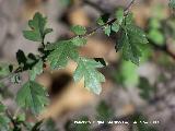 Majuelo - Crataegus monogyna. Crdoba