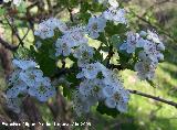 Majuelo - Crataegus monogyna. Los Villares