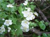 Majuelo - Crataegus monogyna. Cerro Veleta - Jan