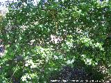 Majuelo - Crataegus monogyna. Laguna Grande - Baeza