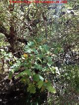 Majuelo - Crataegus monogyna. Poyo de las Palomas - Quesada