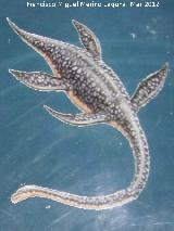 Elasmosaurio - Thalassomedon haningtoni. 