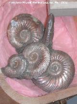 Ammonites Quenstedtoceras - Quenstedtoceras mariae. Saratov - Rusia