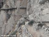 Caminito del Rey. 