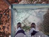 Caminito del Rey. Balcn de cristal en el Desfiladero de los Gaitanes