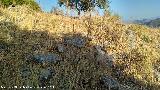 Bobastro. Alczar. Lnea de muralla