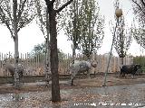 Animales de la Avenida de Amrica. 