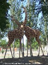 Animales de la Avenida de Amrica. Jifafas