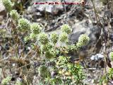 Mejorana - Thymus mastichina. Segura