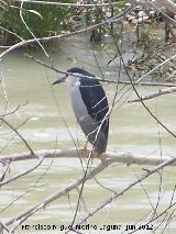 Pjaro Martinete - Nycticorax nycticorax. Sotos de la Albolafia - Crdoba