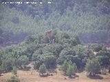 Castillo de Bujaraizar. 