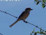 Pjaro Alcaudn Real - Lanius meridionalis. Puerto Alto - Pegalajar