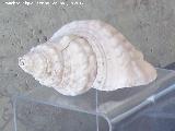 Baelo Claudia. Necrpolis. Caracola bocina para hacer seales acsticas encontrada como nico ajuar de una tumba. Museo de Baelo Claudia